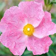 Plant flowering shrubs to attract wildlife into your garden - UK Delivery