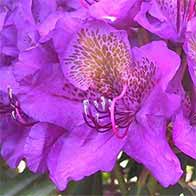 Rhododendrons and Azaleas, large selection, many varieties to choose from - buy online UK