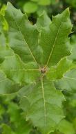 Quercus Ilex, Evergreen shrub, Evergreen Oak shrub, evergreen oak hedging.