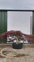 Acer Palmatum Dissectum Inaba Shidare Unique Tree For Sale UK