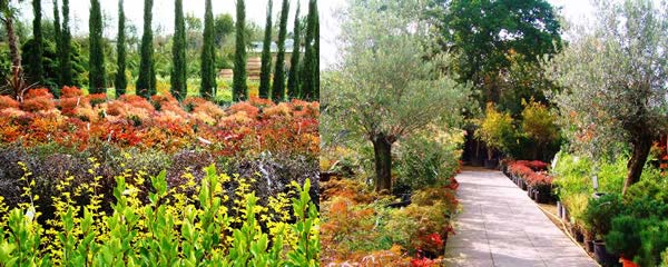 blog-about-us Garden Centre specialising in tropical plants, London