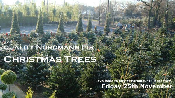 nordmann-fir-christmas-trees Nordmann Fir Christmas Trees for sale London