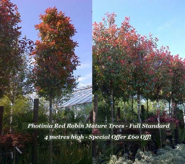 Mature Trees. Mature Evergreen Trees For Sale