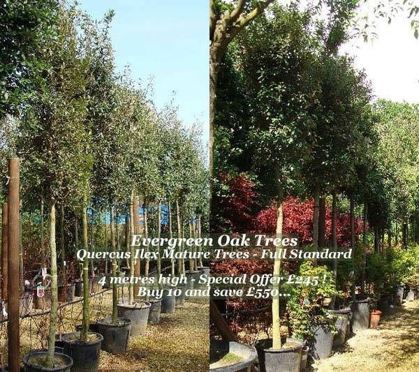 Mature Trees. Mature Evergreen Trees For Sale
