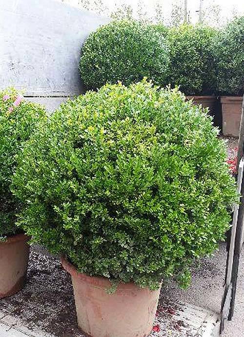 Buxus Balls & Globes. Topiary. Buxus sempervirens Special Offer.