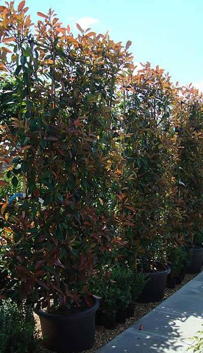 Best Evergreen Climbing Plants 28 Images Climbing Plants Best