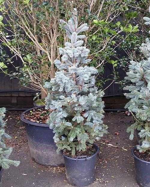 live christmas trees for sale fishwolfeboro live christmas trees for sale fishwolfeboro
