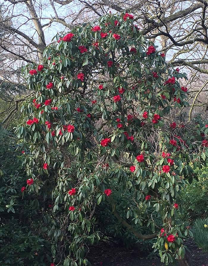 garden centre london gardening news and tips from garden centre london gardening news and tips from