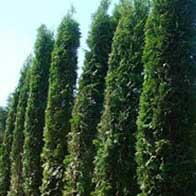 Leylandii Leylandii