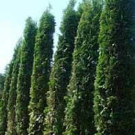 Leylandii