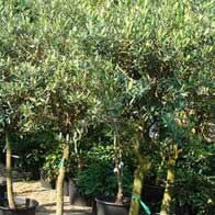 Olive tree offers Buy Olive Tree 25 Seeds - Olea europaea - Great Houseplant on sell-lxhgfc.ml FREE SHIPPING on qualified orders.