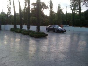 Buxus Edging around Cyprus Trees, Garden Design, Paramount Plants