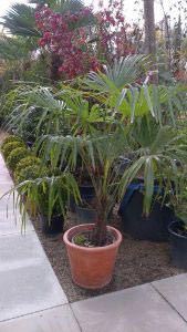 Trachycarpus Fortunei Palm Tree, to buy online