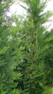 Leylandii, Leyland Cypress to buy online and in London from evergreen screening specialists Paramount Plants, UK