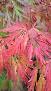 Acer Dissectum Feathered leaves in Autumn go a beautiful deep red, buy UK
