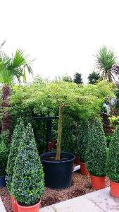 Acer Palmatum Dissectum Mature Trees, Buy Online, UK