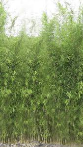Fargesia Obelisk bamboo, for sale at our London based nursery where we specialise in Bamboo and other exotic plants. Buy UK