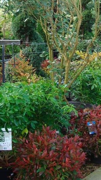 Leucothoe autumnal shrub for sale - to buy online with UK delivery