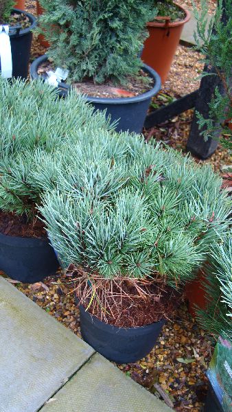 Pinus Sylvestris Watereri or Walter Pine Buy Online UK