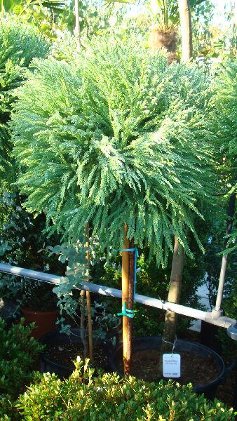 Cryptomeria Japonica Topiary Trees For Sale Online