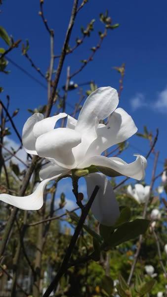 Magnolia Merrill trees to buy online, London plant centre UK