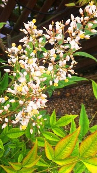 Nandina Domestica Flower also known as Heavenly Bamboo - for sale online UK delivery