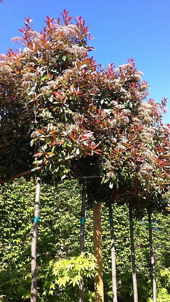 Espaliered Photinia Red Robin Trees, 2m stem plus 1m height head - buy online