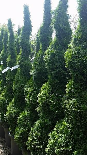 Topiary spirals - Thuja Smaragd variety - beautiful mature specimens for sale online UK