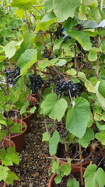 Vitis Schuyler black grape vines 5-7 years old and producing fruit. Buy online with UK delivery.