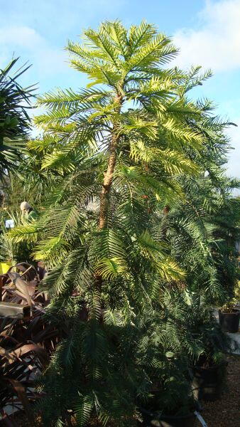 Wollemi Pine - Wollemia Nobilis, available from Paramount Plants and Gardens, Crews Hill, London UK