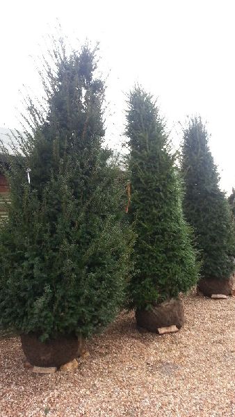 Taxus Baccata or Yew Evergreen Hedging to buy online, Nationwide UK delivery