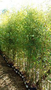 bambus phyllostachys aurea