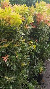 Ornamental shrub Pieris Japonica to buy online UK