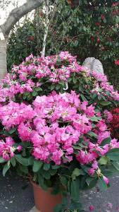 Rhododendrons for sale online UK