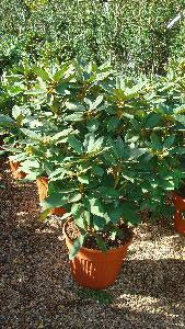Rhododendrons, Evergreen Shrubs, Buy Online UK