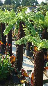 Large Tree Ferns, Dicksonia Antartica, Paramount Plants and Gardens - Buy Tasmanian Tree Ferns online.