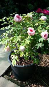 Tree Peonies Light Pink Flowering Plant, Buy Online

