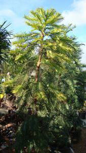 Wollemi Pine Trees, Trees, London UK