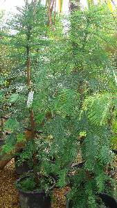 Wollemi Pine Trees, London UK