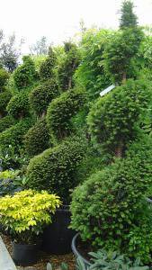 Taxus Baccata Yew Spiral topiary