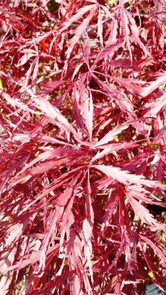 Acer Palmatum Dissectum Garnet, Paramount Plants and Gardens, Acer Specialists London