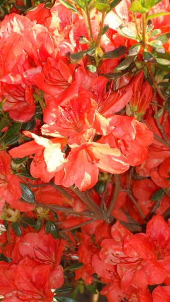 Azalea Japonica, Paramount Plants and Gardens, London, UK