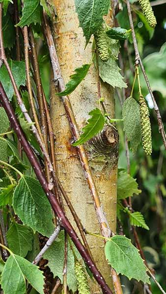 Betula Pendula Tristis Silver Birch, mid-sized birch with a narrower crown than regular Silver Birch and bright green foliage in summer