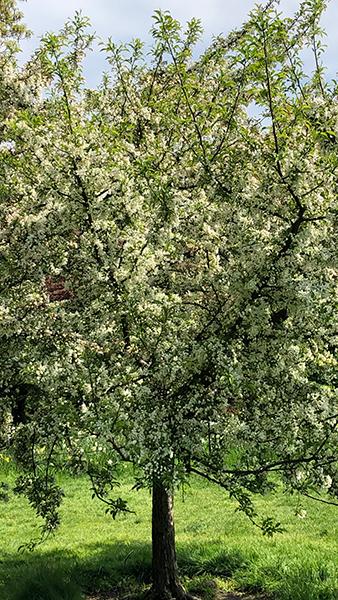 Malus Sylvestris Common Crab Apple, native ancestor of most cultivated apple varieties. Very showy white flowers followed by fruits used for jellies & jams. 