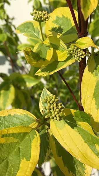 Cornus Alba Gouchaultii trees, part of our extensive Cornus Dogwood collection, all available for sale online with UK delivery.