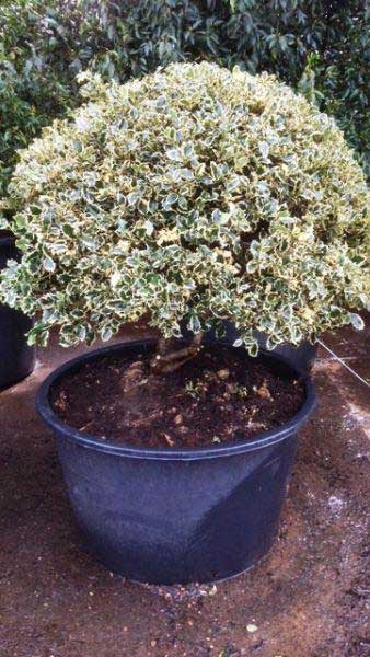 Ilex Aquifolium Argentea Marginata - Topiary Holly Tree