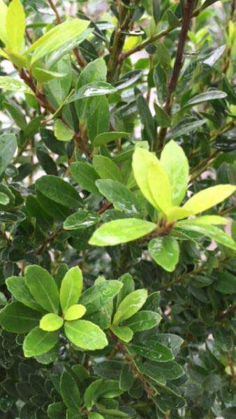 Ilex Crenata Hedge - variety Maxima, an ideal hedging plant
