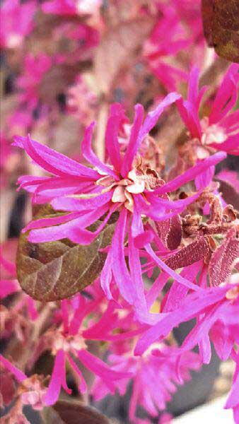 Loropetalum Chinense Fire Dance