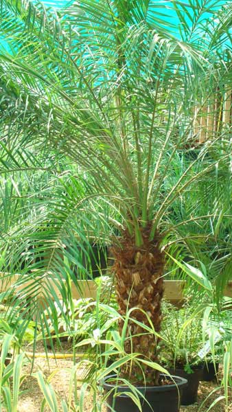 date palm fruit. Pygmy Date Palm