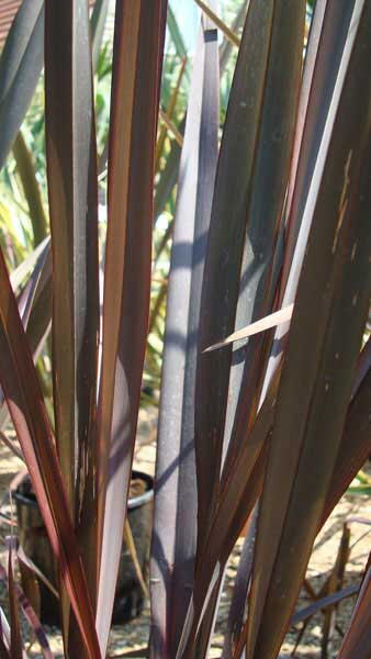 Phormium Tenax Purpurea, hardy shrubs, Paramount Plants and Gardens UK